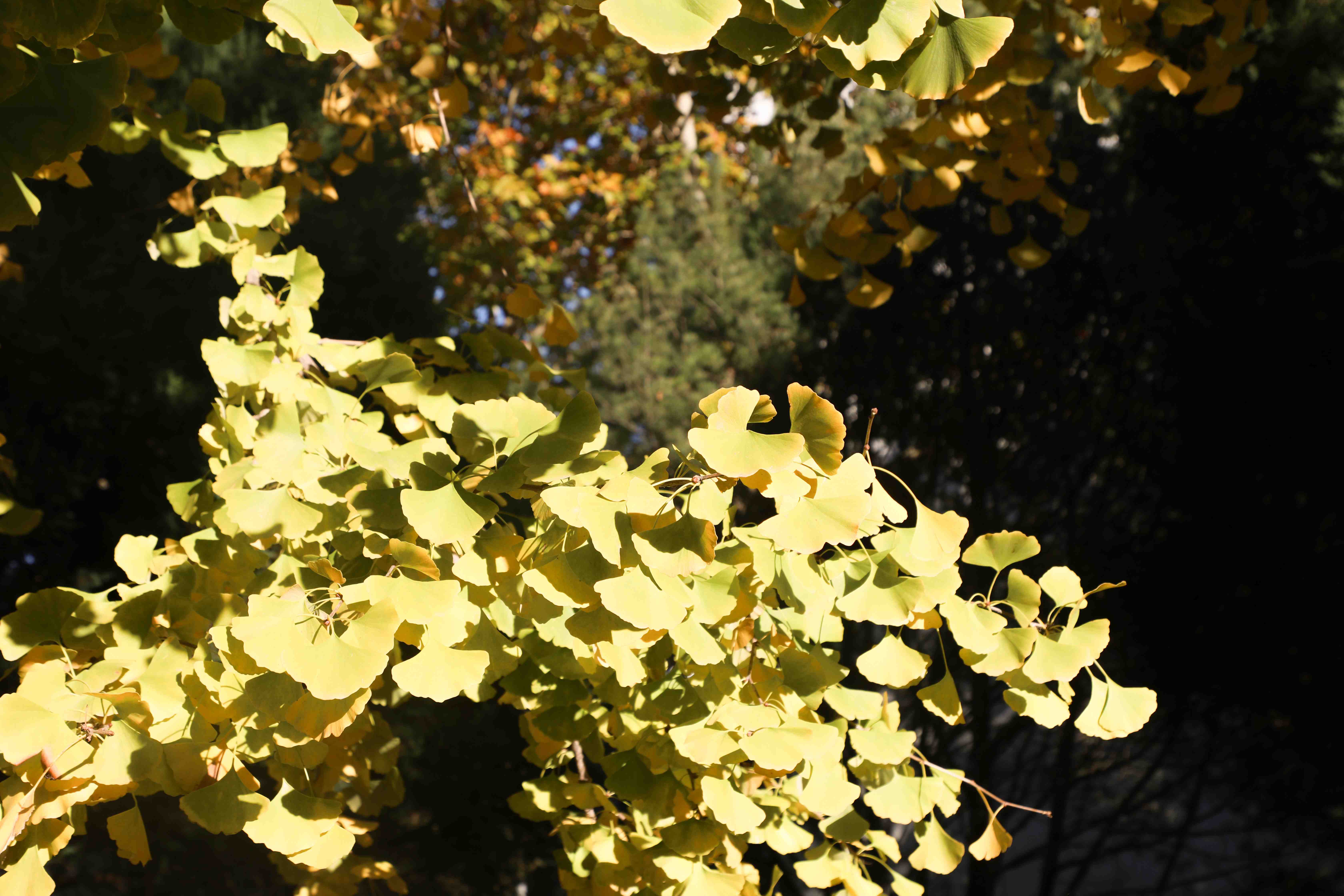 凯时|AG(AsiaGaming)优质运营商